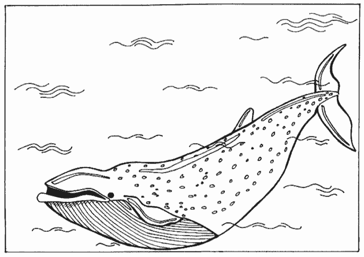 Раскраски подводный мир природа подводный мир синий кит 
