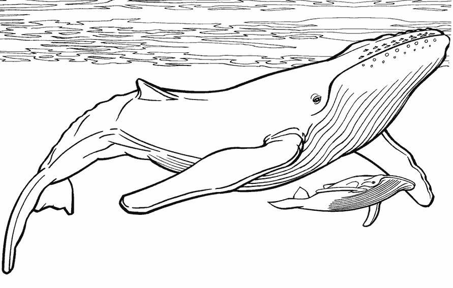 Раскраски подводный мир природа подводный мир кит детеныш кита 