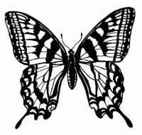 Раскраска бабочка махаон 