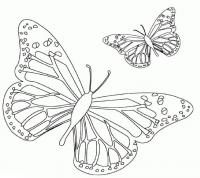 Бабочки - сайт раскрасок 