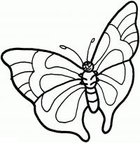 Раскрасить бабочку с красивыми крыльями 