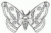 Раскраска красивая бабочка бражник 