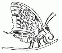 Раскраска бабочка на веточке 