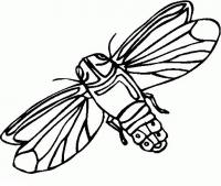Бабочка ночной мотылек раскраски детские скачать 