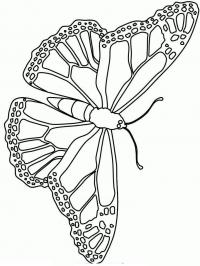 Раскраска бабочка с крачивым рисунком по краям крыльев распечатать 
