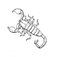 Раскраска насекомые скорпион 
