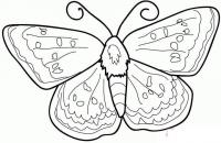 Раскраски насекомые насекомые, бабочка с мохнатым брюхом 