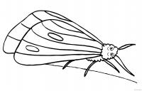 Раскраски насекомые раскраска насекомые, мотылек, бабочка 