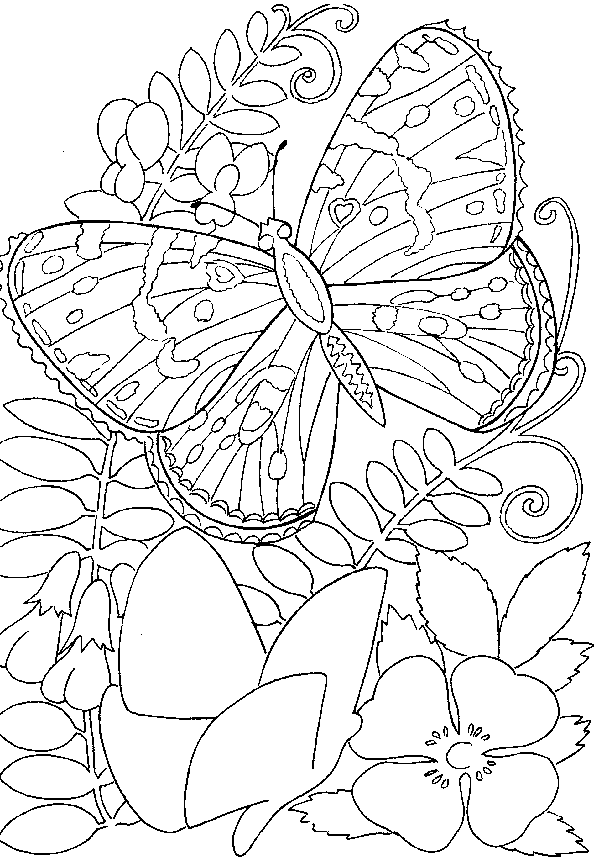 Раскраски бабочки среди цветов 