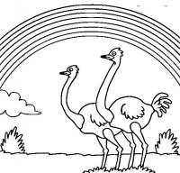 Раскраски явления природы природа природное явление радуга страусы 