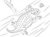 Раскраски детская детская раскраска рептилии,  ящерица 