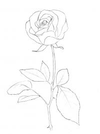 Контур цветка розы черно белые раскраски цветов 