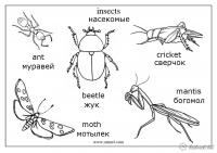 Раскраски насекомых картинки-раскраски насекомых, насекомые богомол, сверчок, мотылек, муравей 
