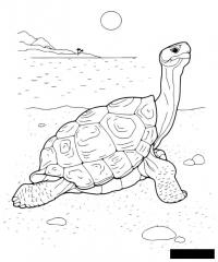 Раскраски черепаха раскраски рептилии, раскраски природа, животные, черепаха 