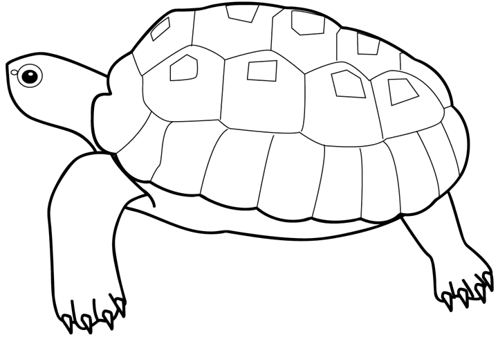Раскраски черепаха черепаха раскраска 