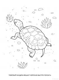 Раскраски черепаха детская раскраска рептилии, черепаха 
