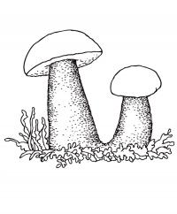 Раскраска грибы - подосиновик 