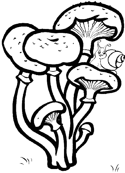Раскраска грибы 