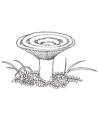 Раскраска грибы - сыроежка 
