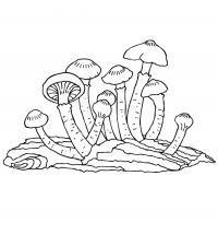 Раскраски раскраски грибы - опята 