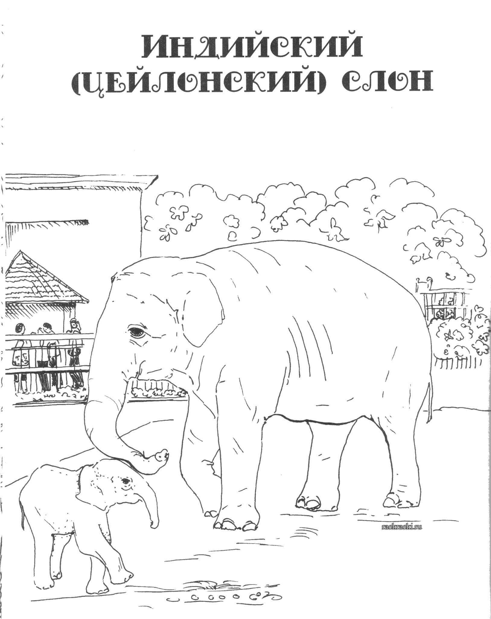 Как легко нарисовать слона в зоопарке