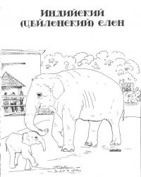 Картинка индийский слон в png 