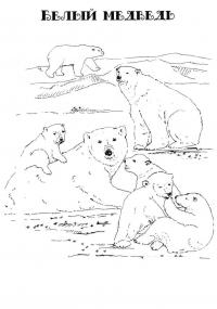 Картинка белый медведь в png 