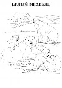 Раскраска белый медведь в jpg 