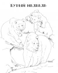 Раскраска бурый медведь в jpg 