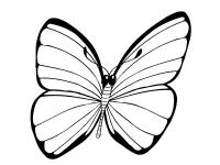 Крылья бабочки 