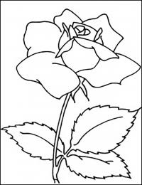Раскраска роза 