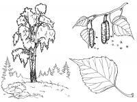 Раскраски природа раскраски деревьев, кедр, дуб, береза, осина, клен, листья деревьев 