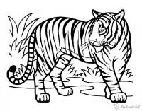 Тигр 