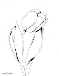 Цветок тюльпан 
